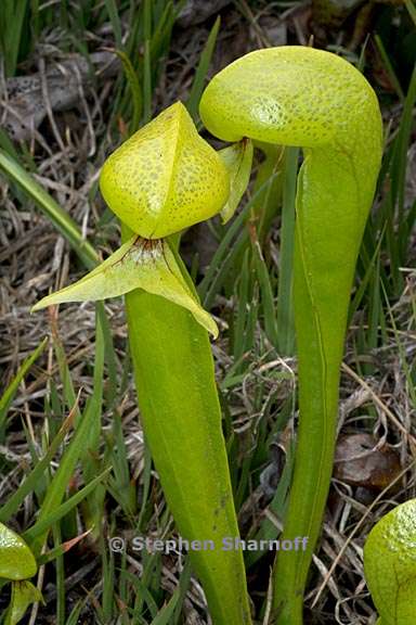 darlingtonia californica 2 graphic